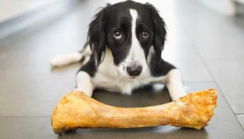 Полезны ли собакам кости