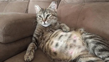 Уход за беременной кошкой