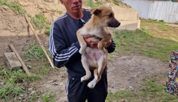 Щенок пристроен в хорошие ручки