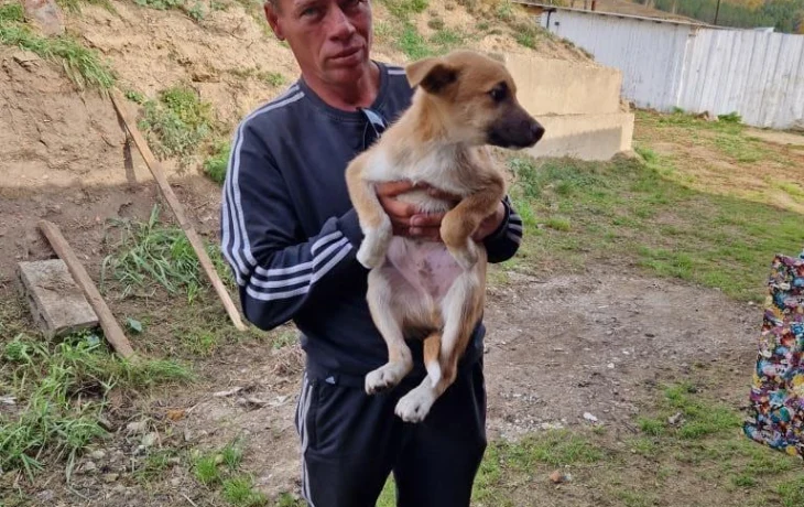 Щенок пристроен в хорошие ручки